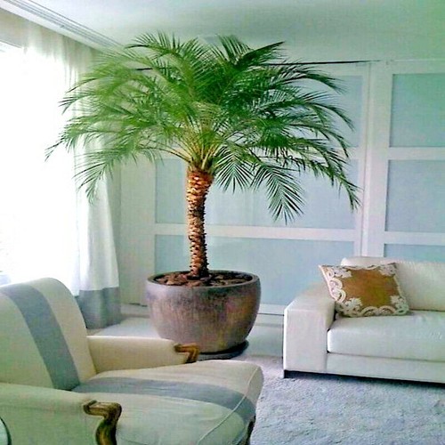 Dwarf pygmy date palm - date, tree