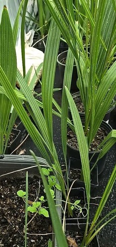 Year old medjool date - 15+",